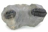 Phacopid (Adrisiops) Trilobite With Paralejurus #287366-2